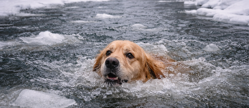 Медики Челнов спасли беременную женщину, прыгнувшую в воду за собакой В Набережных Челнах произошёл опасный случай с ...