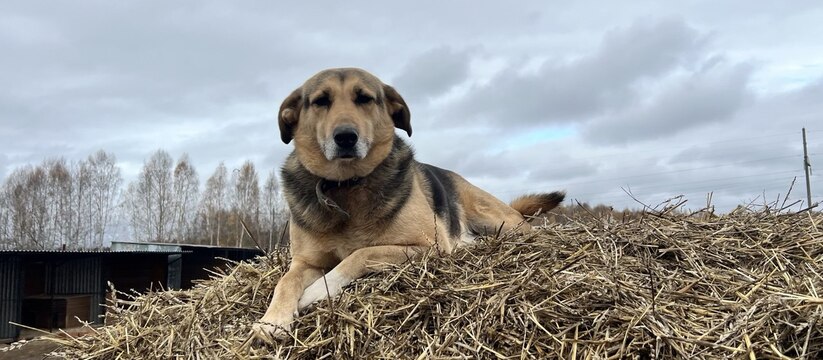 Под Челнами поймали 35 бродячих собак, одной нашли хозяев В Тукаевском районе за первый квартал года спец...