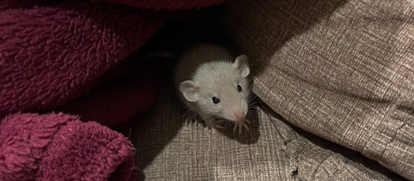 В Челнах утвердили новые цены на борьбу с грызунами и насекомыми В Набережных Челнах Дирекция городского хозяйст...